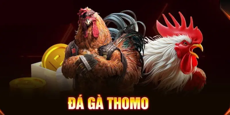 Đá Gà Thomo hb88