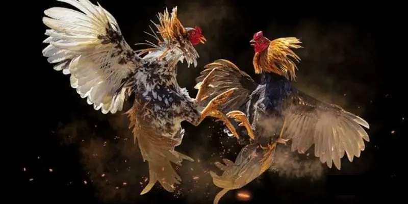 Hé lộ các kiểu cá cược độc đáo