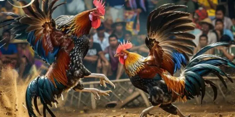 Đá gà campuchia, nghệ thuật giải trí thượng lưu đầy hấp dẫn