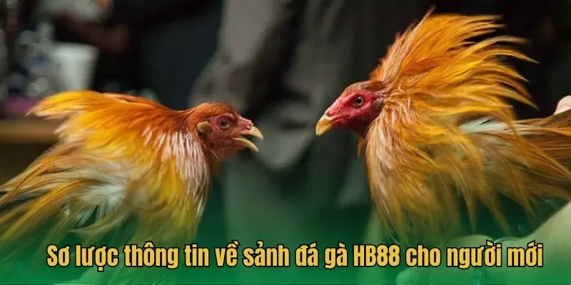 Sơ lược thông tin về sảnh đá gà HB88 cho người mới