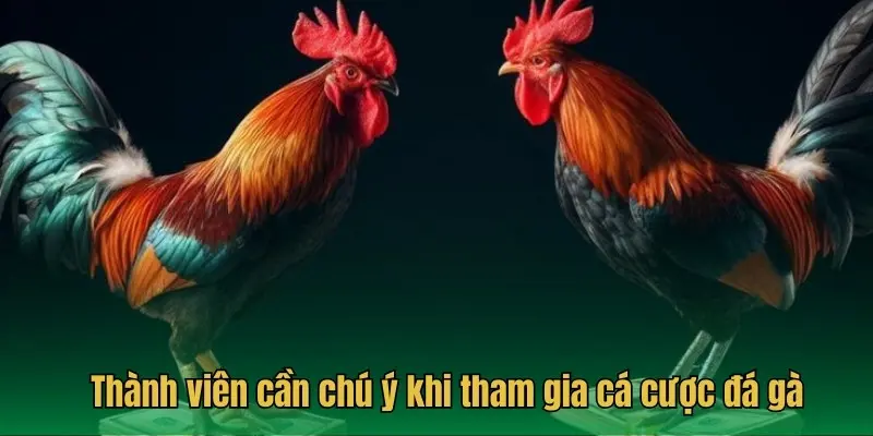 Thành viên cần chú ý khi tham gia cá cược đá gà